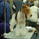 Illustration for article titled Calling Off The Dogs: Day 2 At Westminster